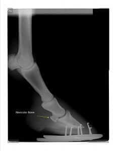 Navicular Bone in Horse on X-ray