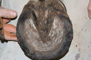 Horse hoof with wall separation