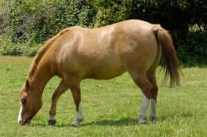 Overweight Equine Metabolic Syndrome Horse