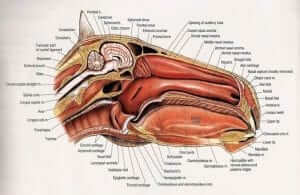 Horse Nasal Anatomy