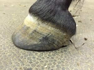 Side view horse hoof