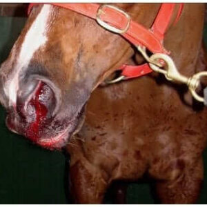 NOSE BLEED EIPH horse