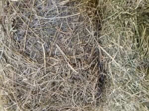 Orchard Alfalfa Mix Horse Hay