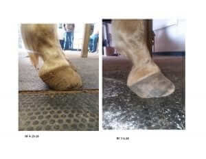 Horse Hoof Health and Nutrition