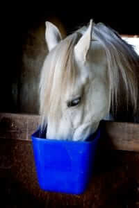 Picky Eater Horse with Grain