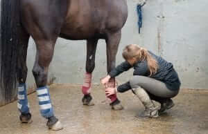 Managing an equine tendon injury