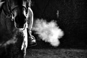 Horse Breath COPD and IAD
