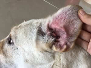 Ear Infection in Dog