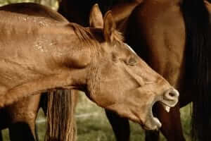 Horse Cough with COPD