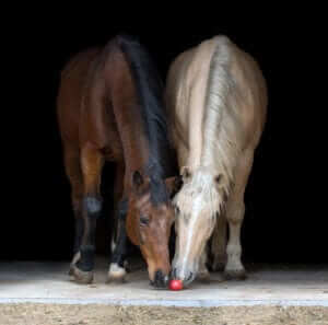 Horses Eating Whole Food Apple