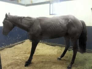 Horse tying up with rhabdomyolysis